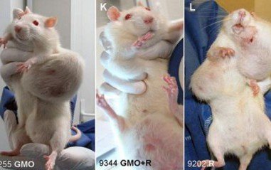 The Dirty Details Behind the Attacks on Seralini’s Notorious GMO Rat Study