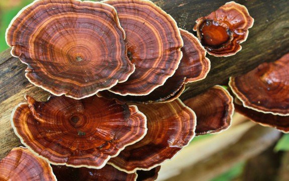 ‘Mushrooms of Immortality’: Reishi Mushrooms an Ancient Medicine for Modern Diseases