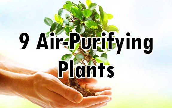 9 Cleansing House Plants to Detoxify the Air in Your Home