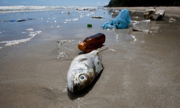Microscopic Plastic Pollution Consumed by Fish Ultimately Hurt Humans