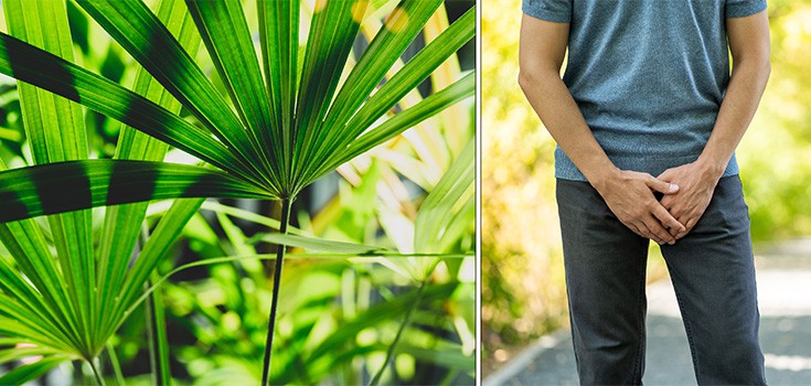 Saw Palmetto for an Enlarged Prostate: Myth or Truth?
