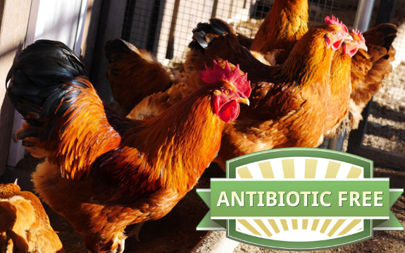 antibiotic free chicken