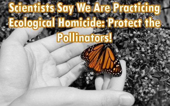 Scientists Say We Are Practicing Ecological Homicide: We Must Protect the Pollinators!