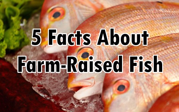 5 Facts About Farm-Raised Fish You Should Know