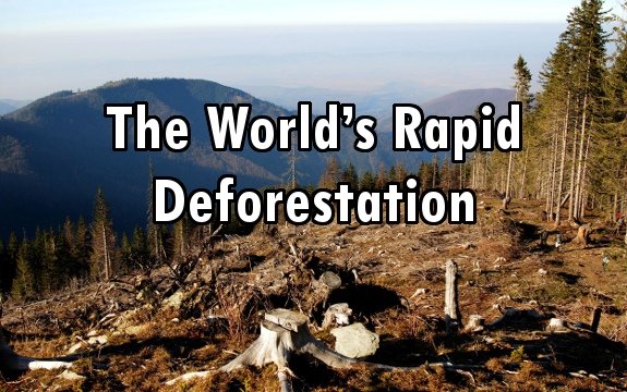 Why we Must Save the World’s Rapid Deforestation by Agriculture