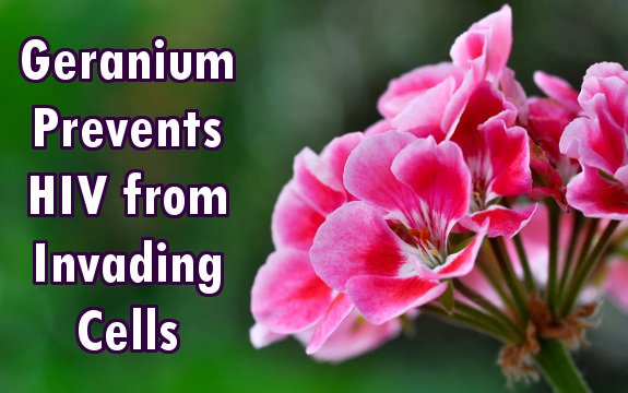 Houseplant Protects Against HIV: Geranium Prevents HIV from Invading Cells