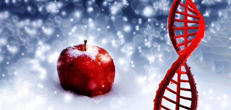 GMO Arctic Apple Gene Could Destroy North American Apple Trade & Mom’s Apple Pie
