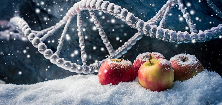 Caution: GMO Non-Browning ‘Arctic Apple’ Coming Soon – Would You Eat It?