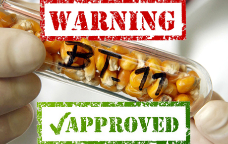 EPA Approves GMO Bt Toxin Residues in Your Food