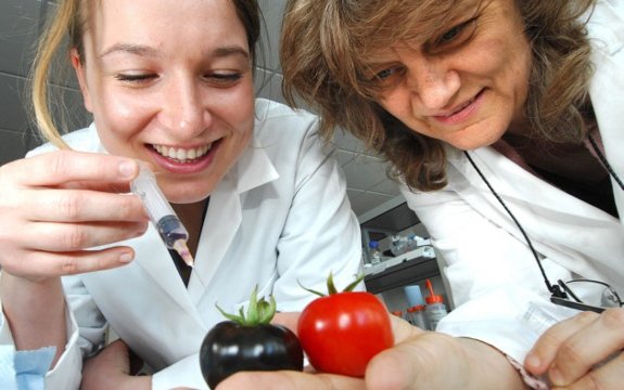 Scientists Recruit Sick Patients to Test New GMO Purple Tomato