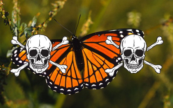 Serious: Monsanto GMOs Continue to Devastate Butterfly Population