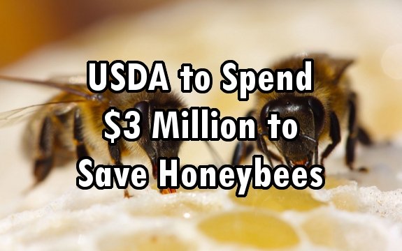 USDA to Spend $3 Million to Save Honeybees