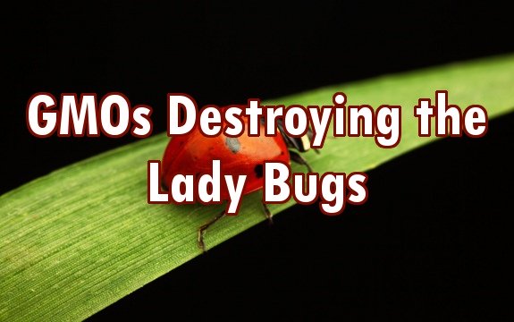 GMOs are Killing our Lady Bugs, Attacking Biodiversity