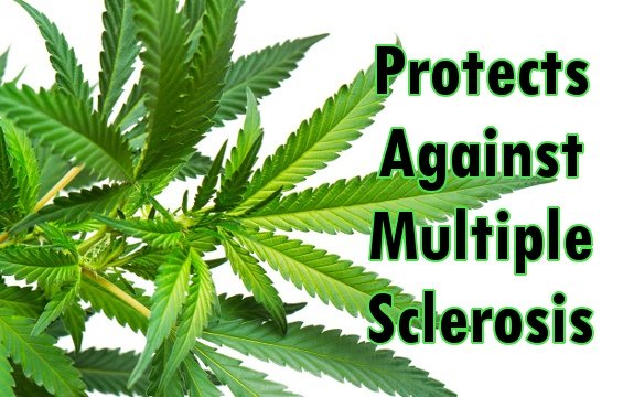 Marijuana Compounds Shown to Protect the Nervous System Against MS