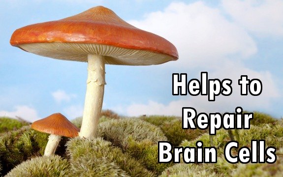 Psychedelic Mushroom Compound Found to Grow and Repair Brain Cells