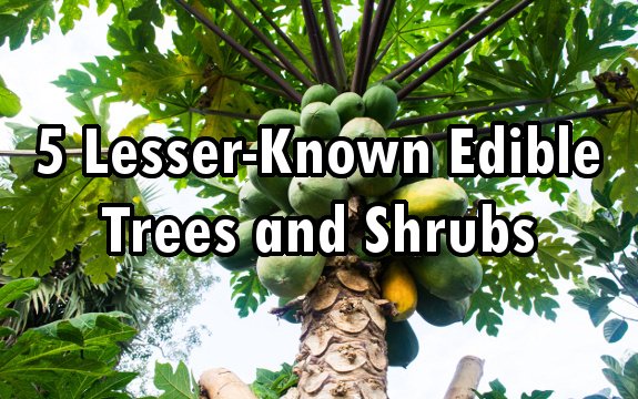 5 Lesser-Known Edible Trees and Shrubs