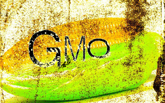 History Made: Brazilian Court Says No to Bayer GMO Corn, Sets New Legal Precedence