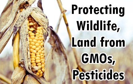 Groundbreaking Legal Action Filed to Protect US Wildlife, Forests from GMOs, Pesticides