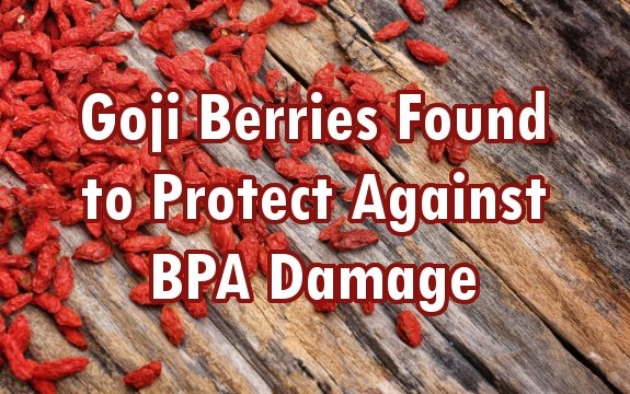 Goji Berries Could Mend BPA Damage in Male Reproductive Organs