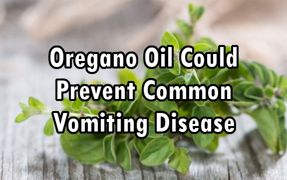 Oregano Oil Could Help People Recover from Contagious Norovirus