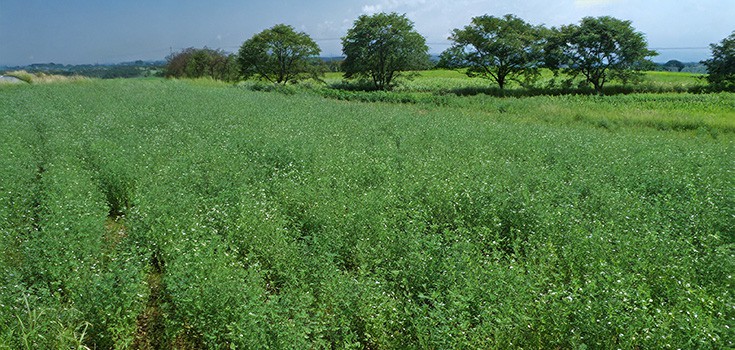 Canada Delays Spring GMO Alfalfa Release