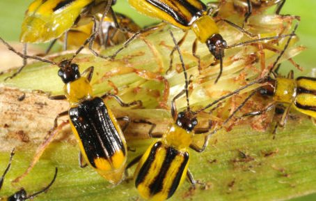 GMO Crops in Iowa Fail as Rootworms Develop Resistance