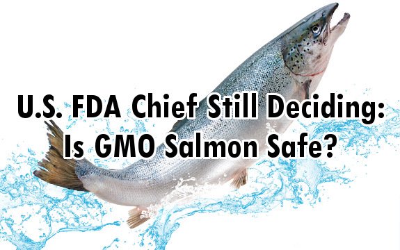 U.S. FDA Chief Still Deciding: Is GMO Salmon Safe?