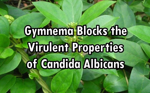 Herbal Wonder: Gymnema Blocks the Virulent Properties of Candida Albicans