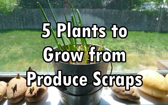 Grow a Garden from Garbage: 5 Plants to Grow from Food Scraps