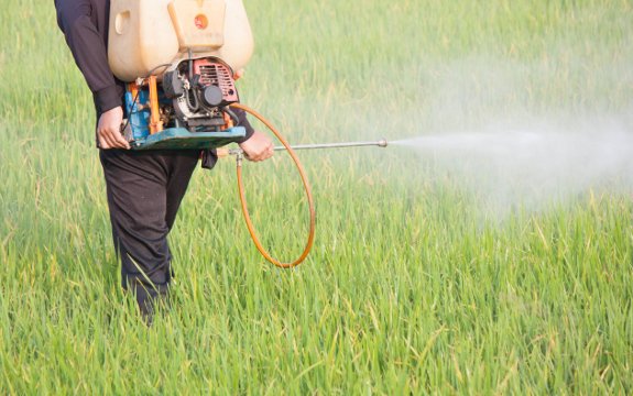 Study Links Banned Pesticide to Premature Births