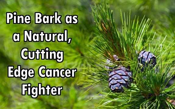 Studies Show Pine Bark as a Natural, Cutting Edge Cancer Fighter
