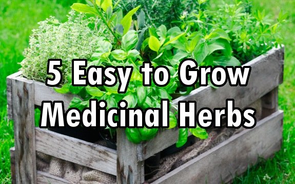 5 Easy to Grow Medicinal Herbs You MUST Utilize
