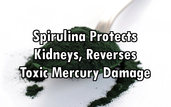 Exciting: Spirulina Protects Kidneys, Reverses Toxic Mercury Damage