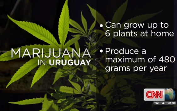 marijuana Uruguay