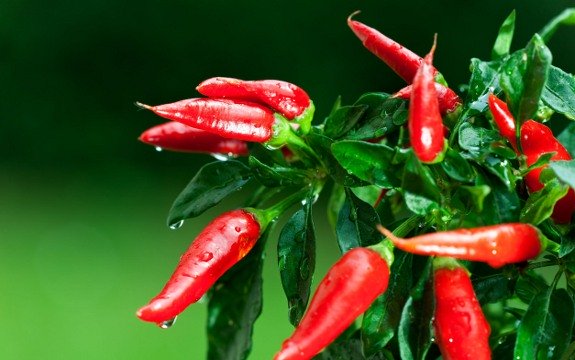 3 Pepper Plants to Grow Easily Now for Summer Harvest