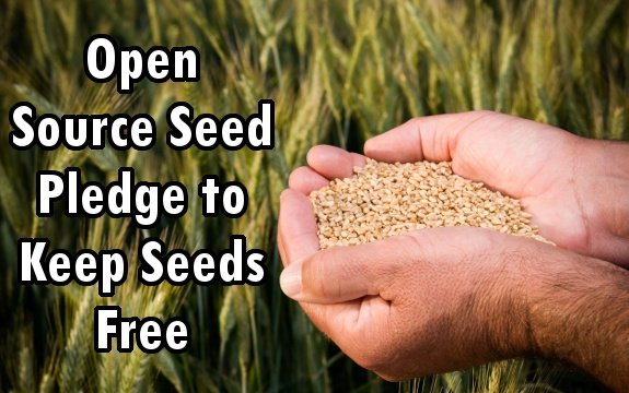 Open Source Seed Pledge Aims to Keep Seeds in Public Hands, Not Corporations’