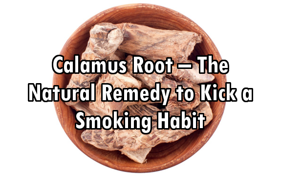 Calamus Root – The Natural Remedy to Kick a Smoking Habit