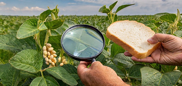 Monsanto Contaminating African White Bread with GMO Soy