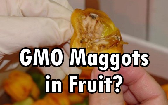 Genetically Modified Maggots may Appear in Fruit Due to GMO Fruit Fly Experiment in Brazil