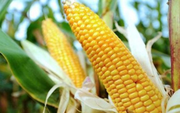 Fail: Brazilian GMO Maize Resistant to Pests Just 3 Years After Market Approval