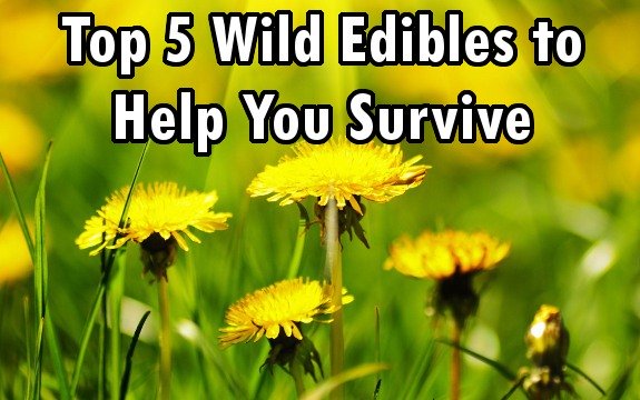Survival: Top 5 Wild Edibles to Help Keep You Alive