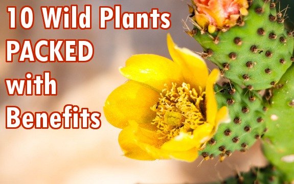 Pictures: Study Identifies 10 Wild Plants PACKED with Benefits