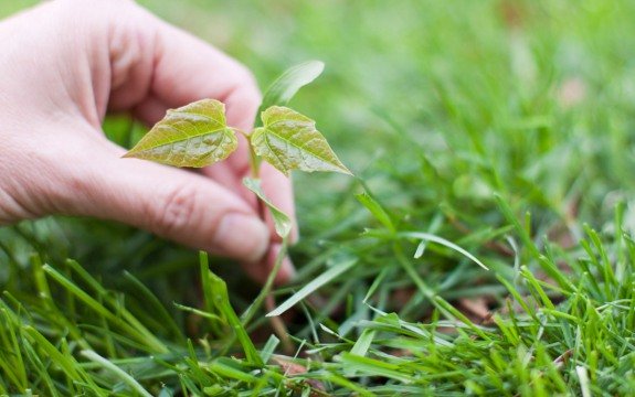 Don’t Call them Weeds: Why Volunteer Plants may be more Important than You Think