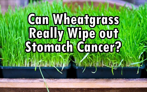 Did Wheatgrass Really Wipe Out a 74-Year Old’s Stomach Cancer?