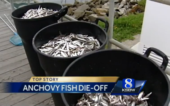 3rd Major Mass Fish Die-Off Near California Coast in 2 Weeks