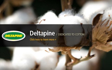 Monsanto to Sell GMO Cotton Seed Under New Brand Name