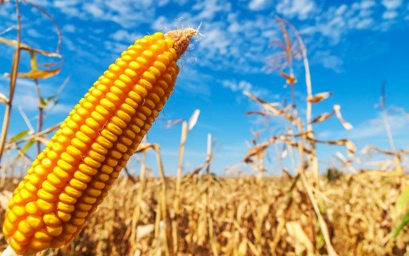 ‘Organic Ready’ Corn to Replace Monsanto’s GMO Corn, Cross-Pollination