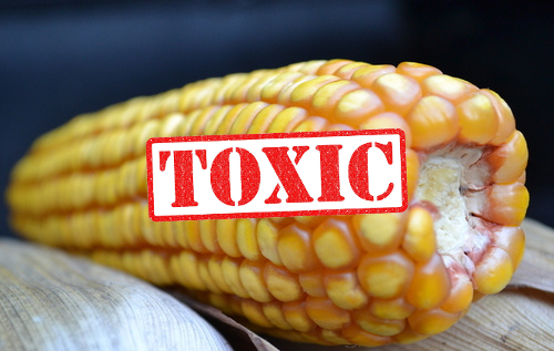 toxic corn