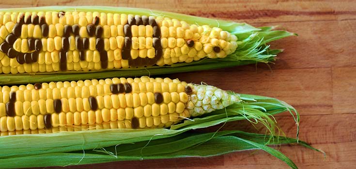 Huge: China Refused 887,000 Tonnes of US GMO Corn, But may Accept Syngenta’s MIR162 Corn