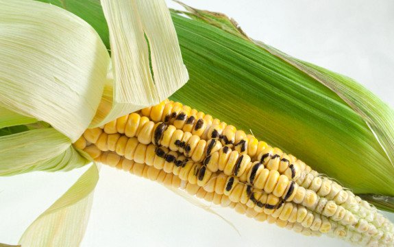 Professor Resorts to Insults when his GMO ‘Facts’ are Disputed